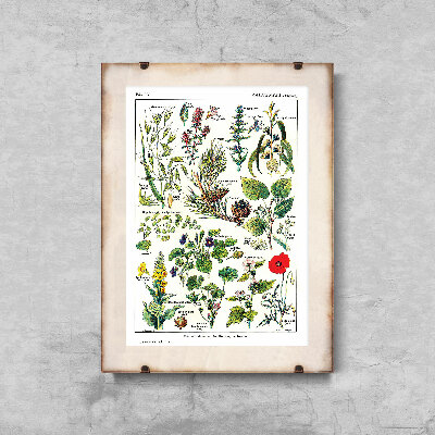 Poster Retro-Wohnzimmer Calmin Pflanzen Wissenschaft 1912