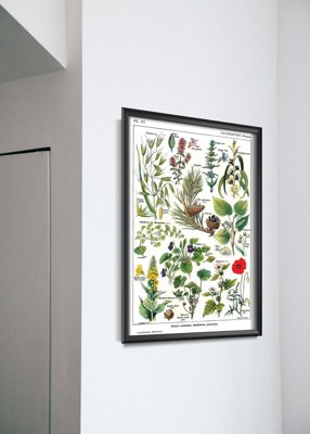 Poster Retro-Wohnzimmer Calmin Pflanzen Wissenschaft 1912