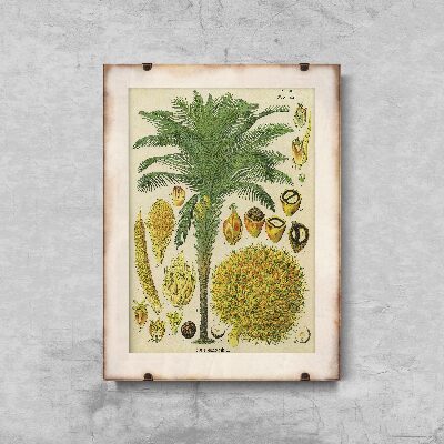 Poster im Retro-Stil Botanischer Plakat mit Kokospalme