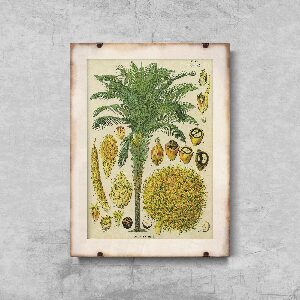 Poster im Retro-Stil Botanischer Plakat mit Kokospalme