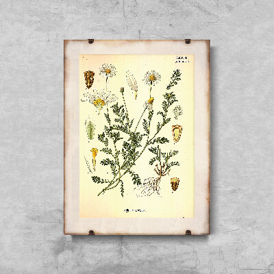Poster an der Wand Anthemis arvensis