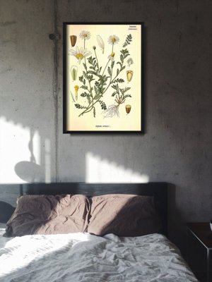 Poster an der Wand Anthemis arvensis