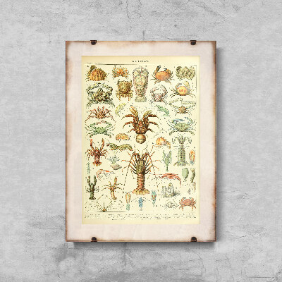 Poster für den Frieden 1909 Crustaces Adolphe Millot