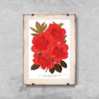 Retro-Poster Blumen-Rhododendron 1957