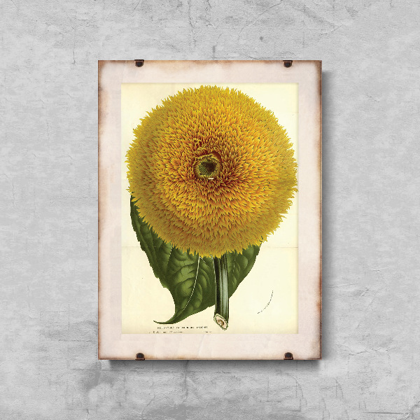 Poster-Weinlese Sunflowers