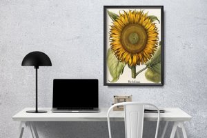 Poster im Retro-Stil Botanischer Druck Sonnenblume