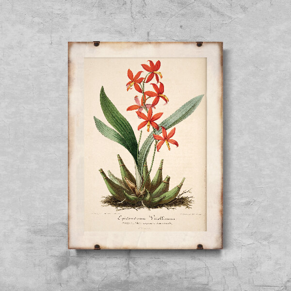 Weinleseposter für das Wohnzimmer Blumendruck Epidendrum Vitellinum