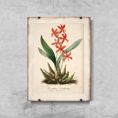 Weinleseposter für das Wohnzimmer Blumendruck Epidendrum Vitellinum