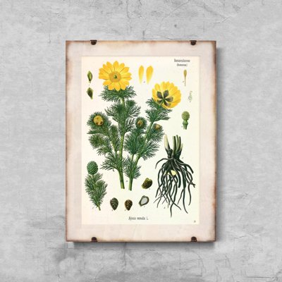 Retro-Poster Adonis vernalis Köhler