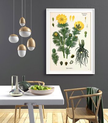Retro-Poster Adonis vernalis Köhler