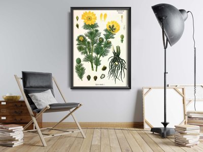 Retro-Poster Adonis vernalis Köhler