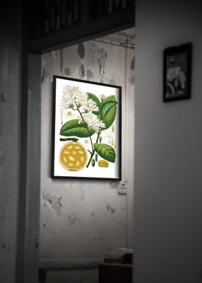 Poster im Retro-Stil Landolphia