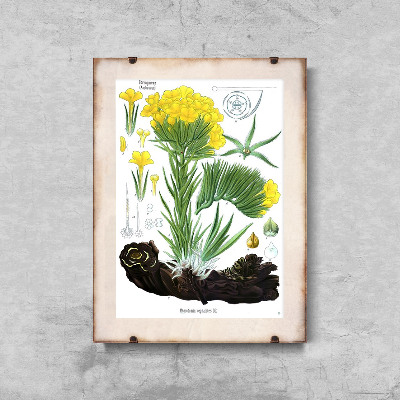 Weinleseposter für das Wohnzimmer Anchusa