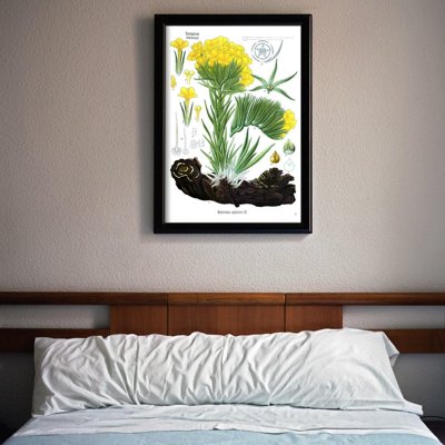 Weinleseposter für das Wohnzimmer Anchusa