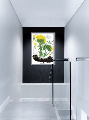 Weinleseposter für das Wohnzimmer Anchusa