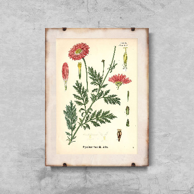 Poster im Retro-Stil Aster mit botanischen prägt