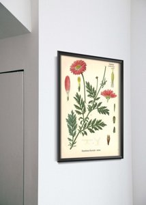 Poster im Retro-Stil Aster mit botanischen prägt