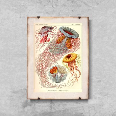 Retro-Poster Ernst Haeckel Quallen