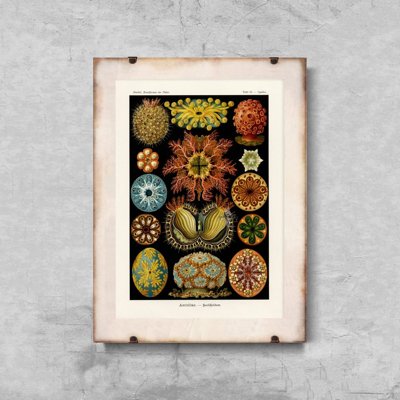 Retro-Poster Ascidiae Ernst Haeckel