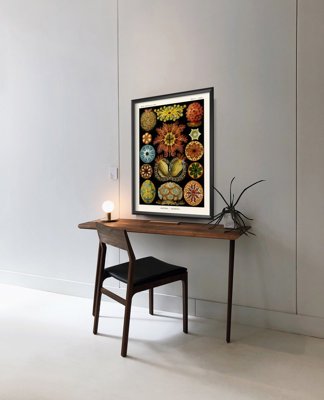 Retro-Poster Ascidiae Ernst Haeckel