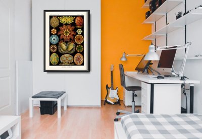 Retro-Poster Ascidiae Ernst Haeckel