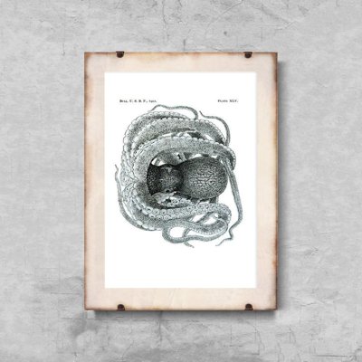 Plakat-Weinlese Krake