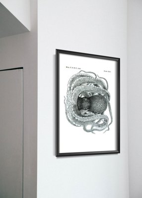 Plakat-Weinlese Krake