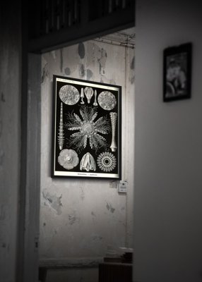 Poster im Retro-Stil Jeżowiec Ernst Heackel