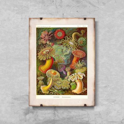 Poster Retro-Wohnzimmer Ernst Haeckel Actiniae