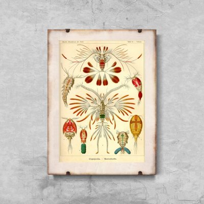 Poster im Retro-Stil Marine Copeoda Ernst Haeckel