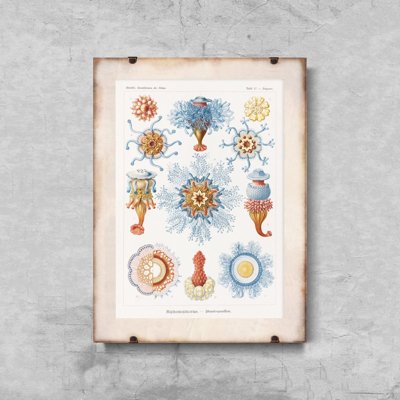 Poster an der Wand Siphonophorae Ernst Haeckel