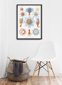 Poster an der Wand Siphonophorae Ernst Haeckel