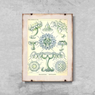 Plakat für den Frieden Ernst Haeckel Meer Quallen