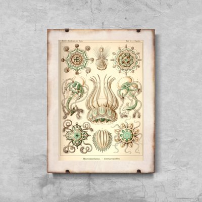 Retro-Poster Quallen Ernst Haeckel