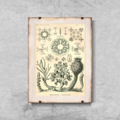 Weinleseplakat Xexactinellae Ernst Haeckel