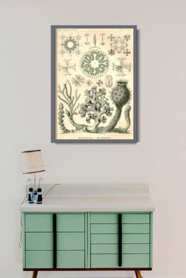 Weinleseplakat Xexactinellae Ernst Haeckel