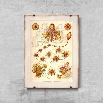 Retro-Poster Siphonophorae Ernst Haeckel