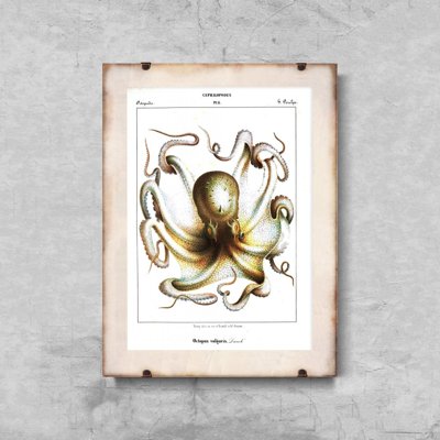 Plakat-Weinlese Tintenfisch Kopffüßer