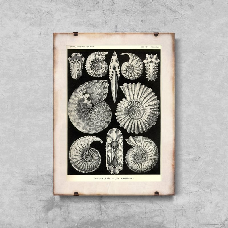 Poster im Retro-Stil Muscheln Ernst Haeckel