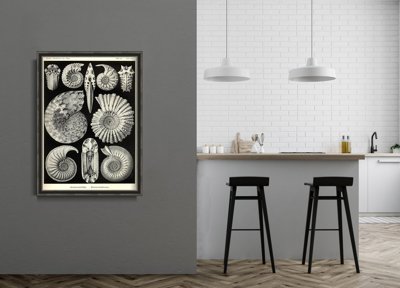 Poster im Retro-Stil Muscheln Ernst Haeckel