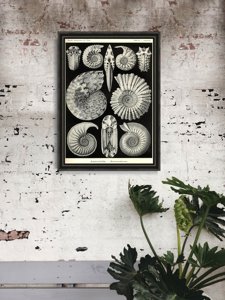 Poster im Retro-Stil Muscheln Ernst Haeckel