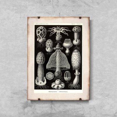 Poster Retro-Wohnzimmer Pilze Ernst Haeckel Meer
