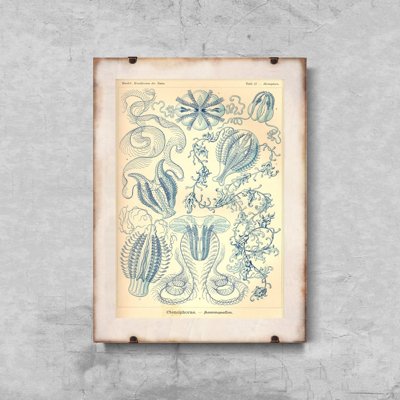 Weinleseplakat für das Wohnzimmer Ctenohorae Ernst Haeckel