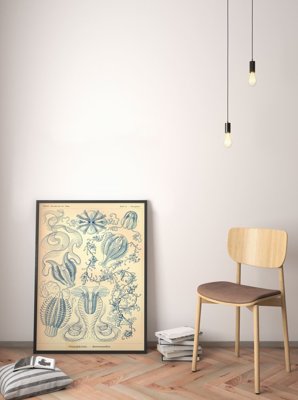 Weinleseplakat für das Wohnzimmer Ctenohorae Ernst Haeckel