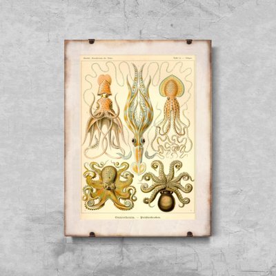 Poster im Retro-Stil Ernst Haeckel Octopus Gamochonia