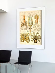 Poster im Retro-Stil Ernst Haeckel Octopus Gamochonia