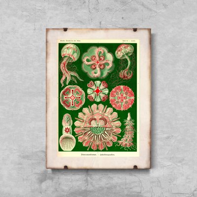 Poster an der Wand Quallen Ernst Haeckel