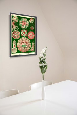Poster an der Wand Quallen Ernst Haeckel