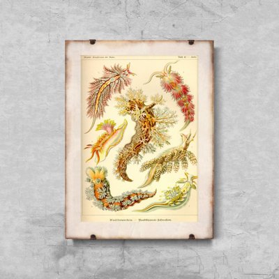 Plakat für den Frieden Mollusk Nudibranchia Ernst Haeckel