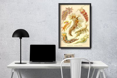 Plakat für den Frieden Mollusk Nudibranchia Ernst Haeckel
